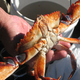 Image for article titled El Niño's Algae Blob From Hell Is Poisoning Seafood
